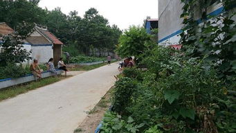 新农村绿化改过 植物配置有讲究