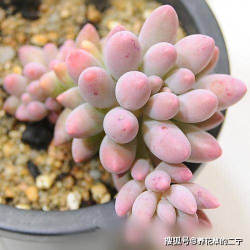 想养好蟹爪莲？土壤、光照、浇水