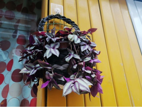 插穗保湿，剪取有讲究