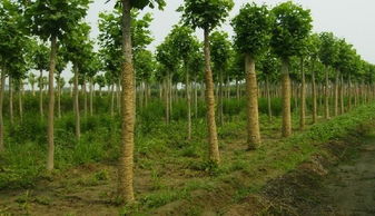 三、 木门品牌，品质先行