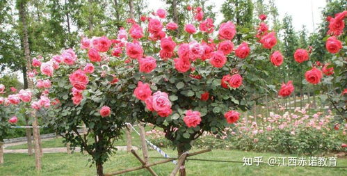 修剪管理：月季的“美容师”