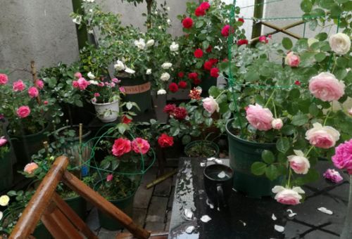 厨房废料大变身：自制营养土的奥秘