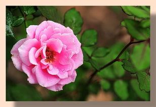 阴雨天对月季的好处与注意事项