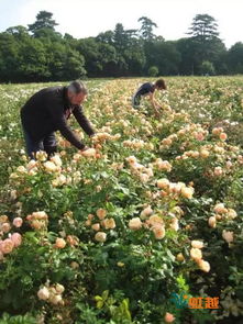 冬天月季扦插，不怕冻的小秘诀