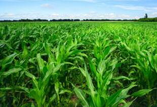 1. 增强农药效果