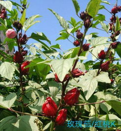 红桃K花期与结果特征，探究其开花结果的季节