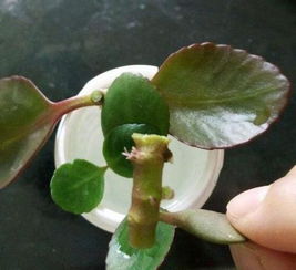 米兰扦插步骤详解：手把手教你