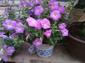 烂根问题，要警惕这些“死亡操作”