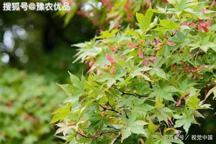 我表弟的血皮槭种下去全军覆没了！