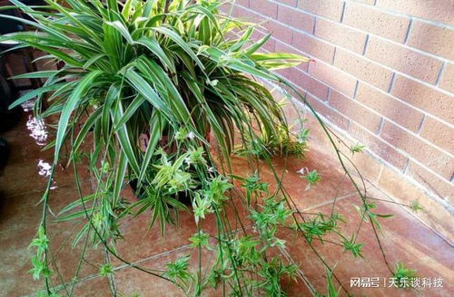 吊兰的繁殖方法