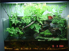 假山盆景，植物要挑好