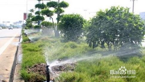 公路绿化枯死问题引发关注