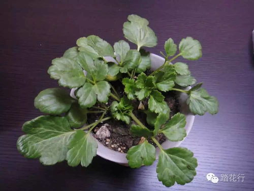 如何正确种植花毛茛种子，确保其顺利发芽和健康成长