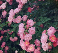 蔷薇：性格特征的表格展示