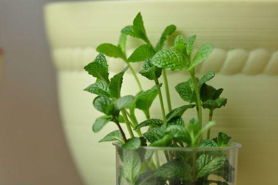 Zui佳种植月份：3-4月