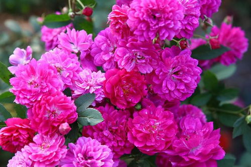 法国夏琳月季：美丽与香气的结合