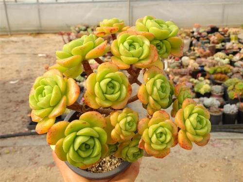 公认最漂亮的10种多肉植物是哪些