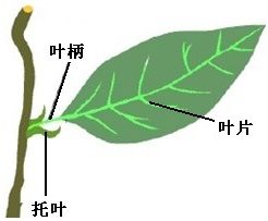 植物叶脉输送养分，你知道它如何精准导航吗