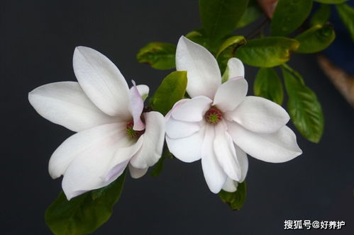 紫玉兰树：灌木还是小乔木？