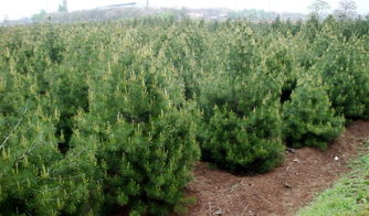 木材保存与防虫