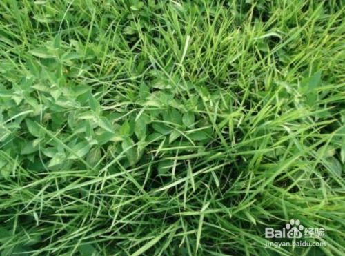 辣椒地里除杂草，哪种除草剂Zui管用？