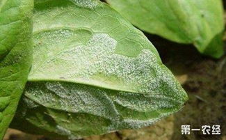 莴笋霜霉病是个啥子玩意儿？