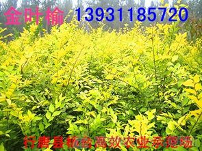 小叶榆树的价格影响因素