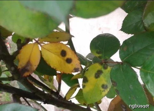 适应环境，花朵梗鲜艳