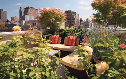 屋顶花园的启示：太阳花与勋章菊的传奇