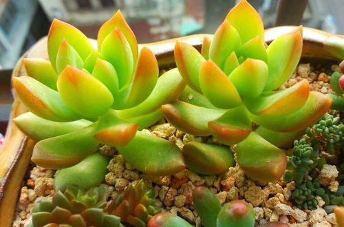 5. 广州花友的黄丽夏天热成“咸菜干”， 破解绝招：