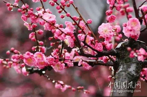 梅花移栽季节大揭秘！