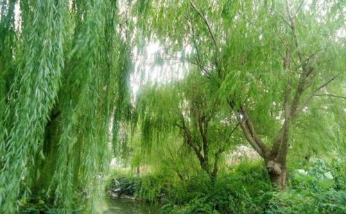 柳树辟邪？桃树更灵