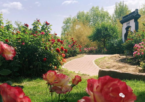 月季花园大赛大幕拉开