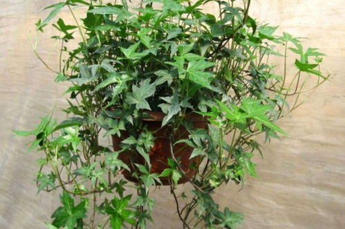 夏季高温， 常春藤如何应对