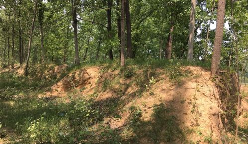 柏树与花卉的“较量”