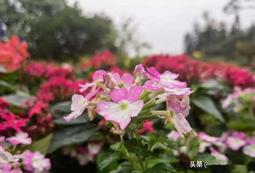 北方的夏日花选：百日草的夏日狂欢