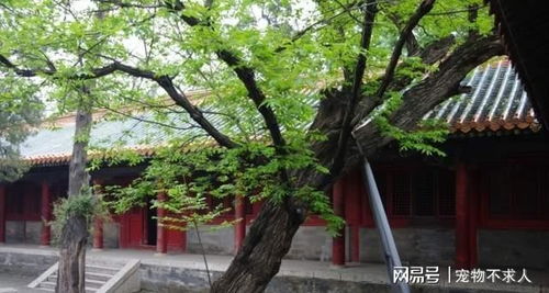 北方院子种树指南，这些树适合种