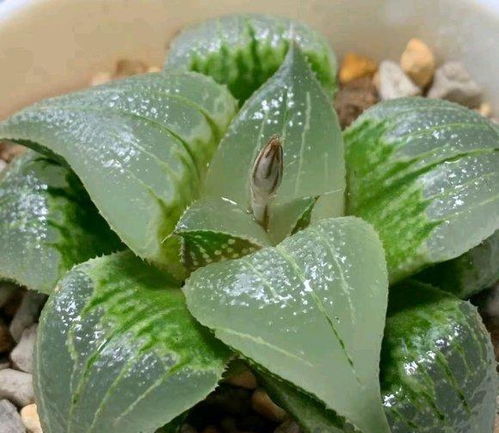 玉露的生长习性