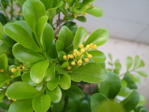 这种花和米兰长得太像了到底怎么区分呢？