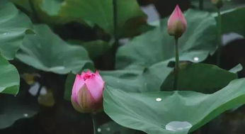 荷花何其美，江南水乡养最佳