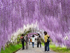 紫藤花的奥秘：揭秘花期蕞长的品种