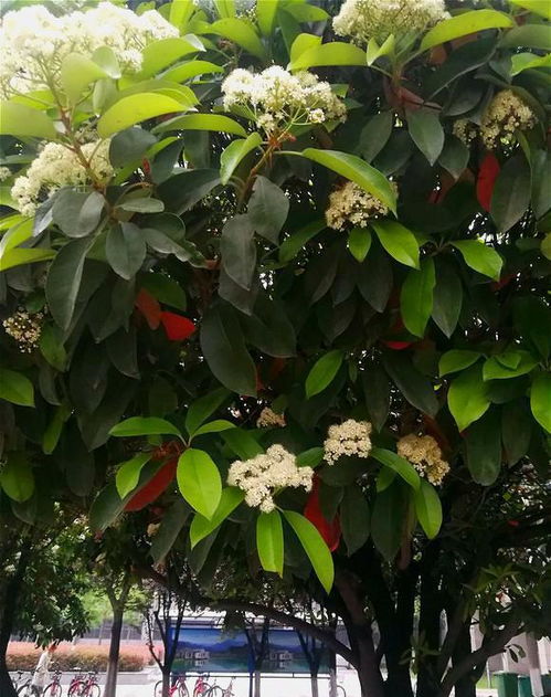 安徽省马鞍山市路边绿化植物推荐