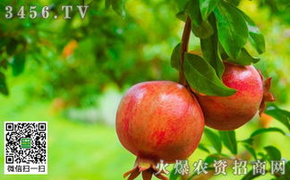 石榴防治钻心虫，你真的懂吗？