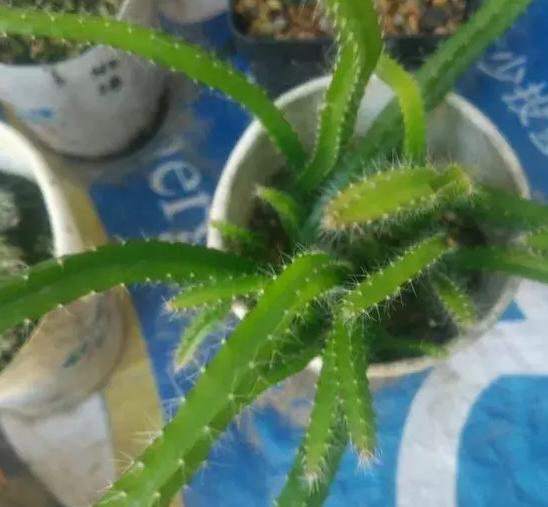 春季是修剪盆栽火龙果的最佳时机？何时进行才能促进生长