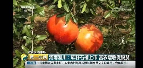 南北皆有， 安徽怀远名扬天下