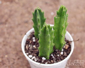 屁股花的选购要诀