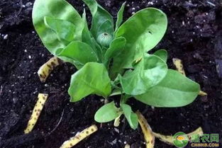 三堪一问原则：确保你的菜叶平安