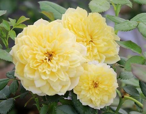 秋季施肥：给花草添把劲，还是加重负担？