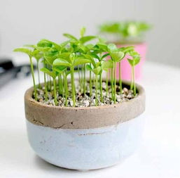 柚子种子泡水后的神奇之旅