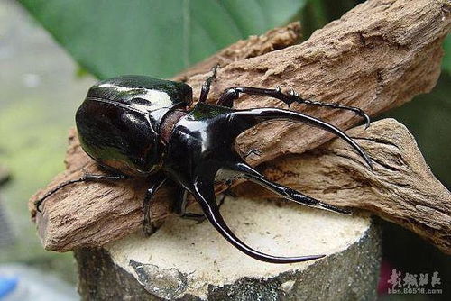 甲虫的奇妙行为：假死性揭秘
